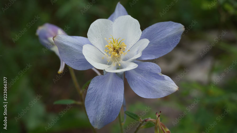 Obraz premium Columbine