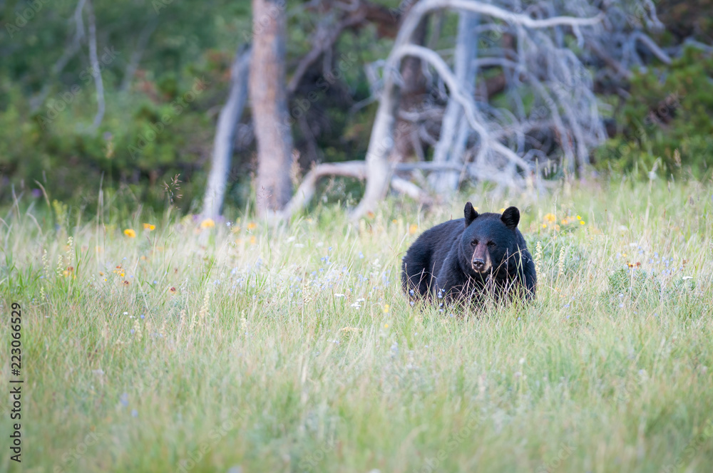 Black bear in the Canadian wilderness Black bear in the Canadian wilderness