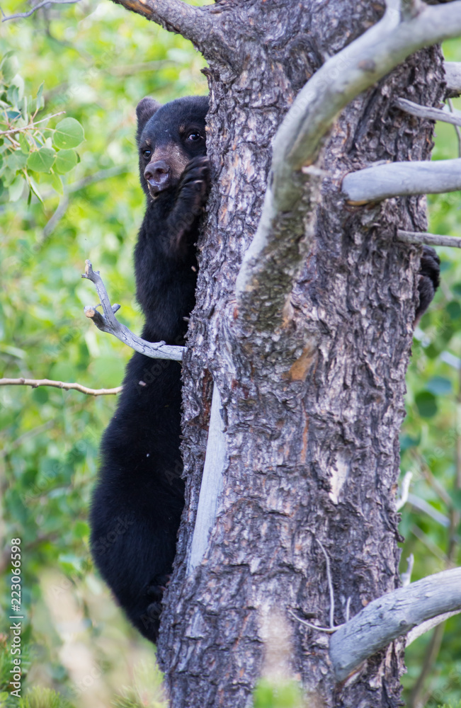 Obraz premium Black bear in the Canadian wilderness