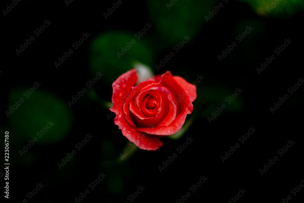 Fototapeta premium Single fresh red rose in green background