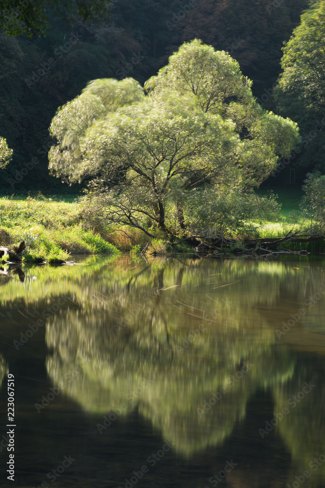 Tree at the River Tree at the River