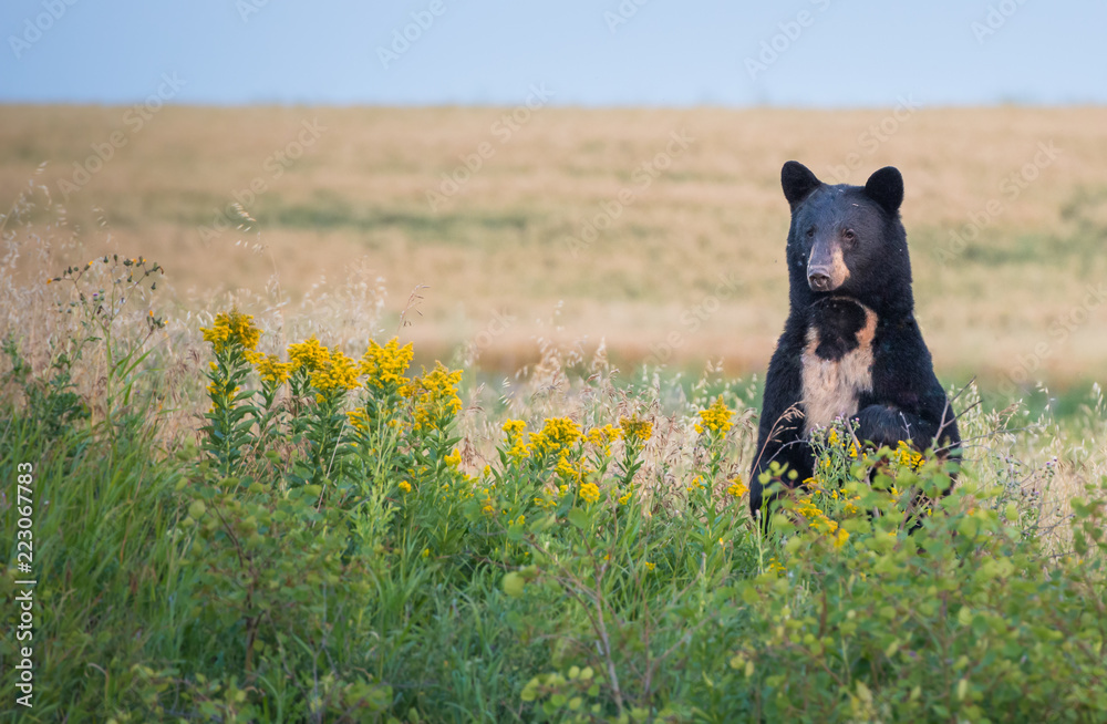 Black bear in the Rocky Mountains Black bear in the Rocky Mountains