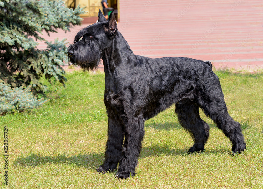 Giant Schnauzer looks ahead. The Giant Schnauzer stands on the green grass in city park. Giant Schnauzer looks ahead. The Giant Schnauzer stands on the green grass in city park.