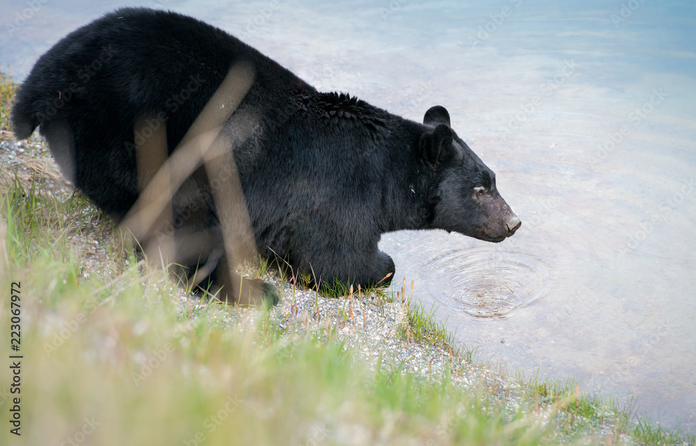 Black bear in the Rocky Mountains Black bear in the Rocky Mountains