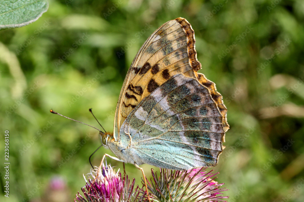grande farfalla (Argynnis paphia, femmina) grande farfalla (Argynnis paphia, femmina)