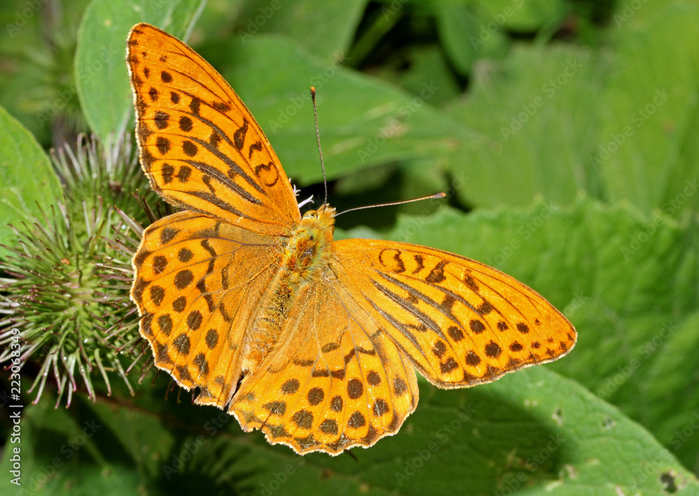 farfalla arancione (Argynnis paphia, maschio) farfalla arancione (Argynnis paphia, maschio)