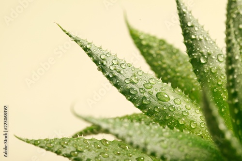 Aloe Vera plant - beige background