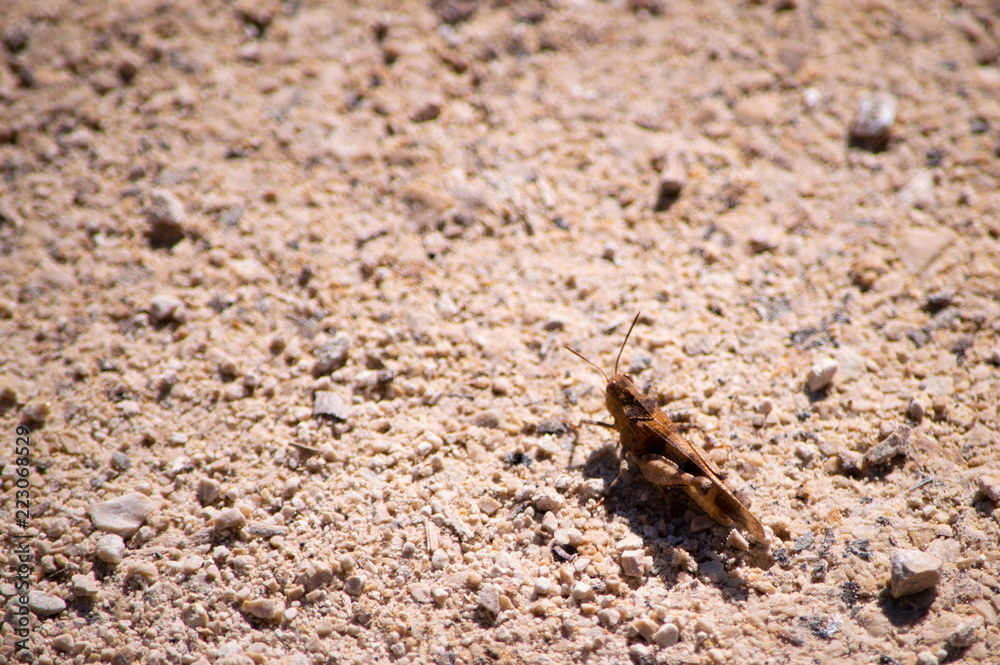 A grasshopper rests under the sun A grasshopper rests under the sun