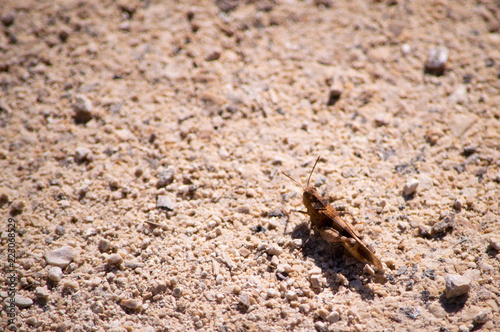 A grasshopper rests under the sun