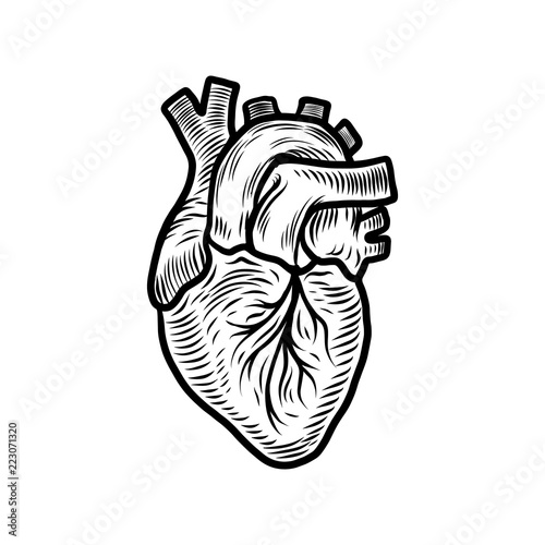 Anatomical heart organ icon. Hand drawn illustration of anatomical heart organ vector icon for web design