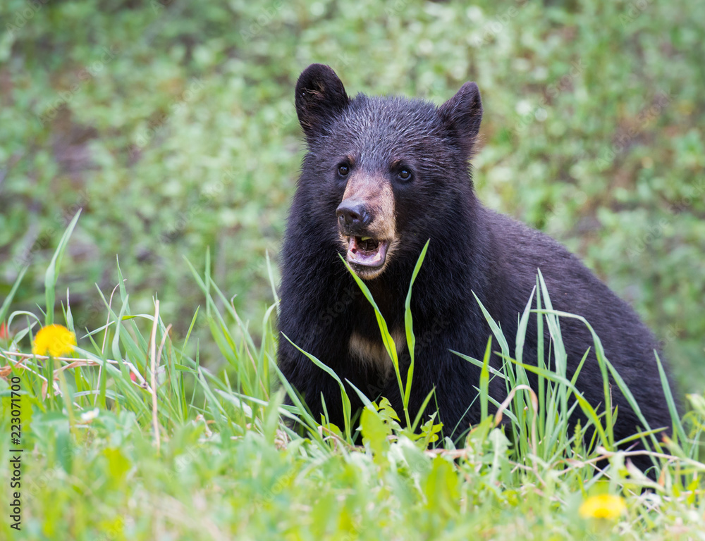 Fototapeta premium Black bear in the Rocky Mountains