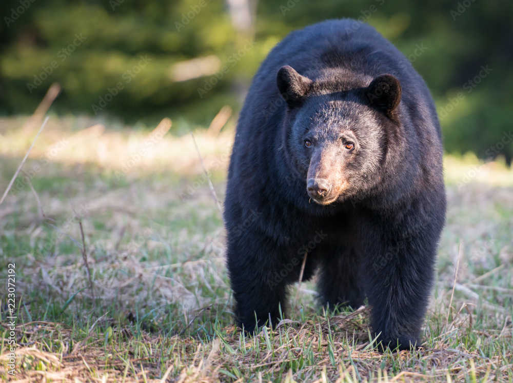 Black bear in the Rocky Mountains