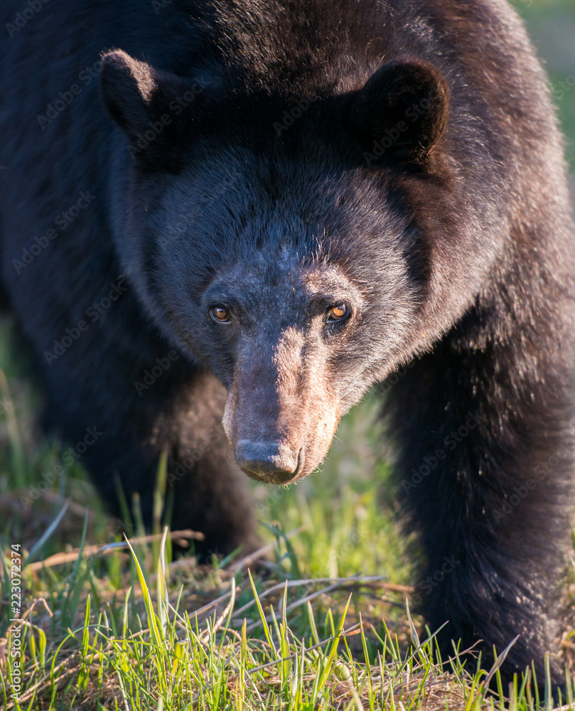 Fototapeta premium Black bear in the Rocky Mountains