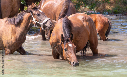 Herd of horses drink water in a lake © donikz