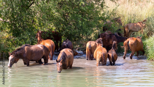 Herd of horses drink water in a lake