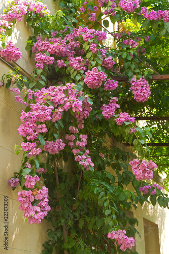 Bougainvillea an einer Hauswand