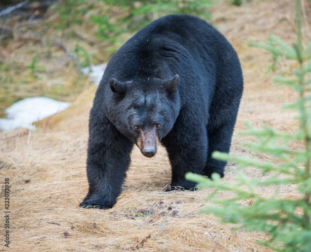Black bear in the Rocky Mountains Black bear in the Rocky Mountains