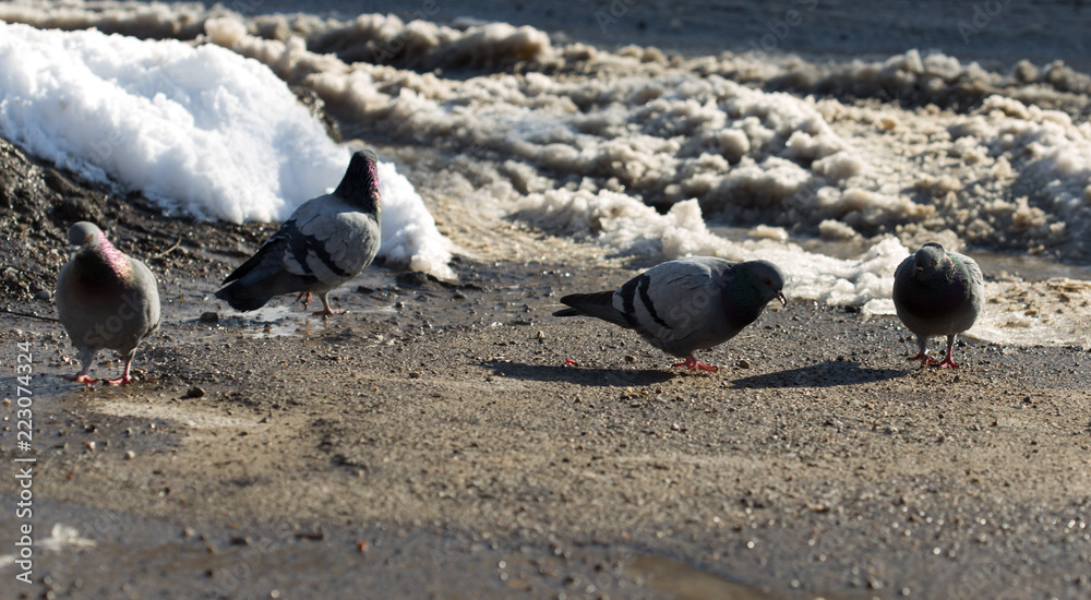 Obraz premium pigeon walking in search of food in the city