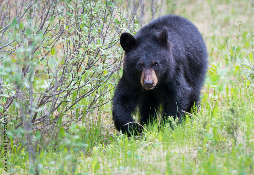 Black bear in the Rocky Mountains