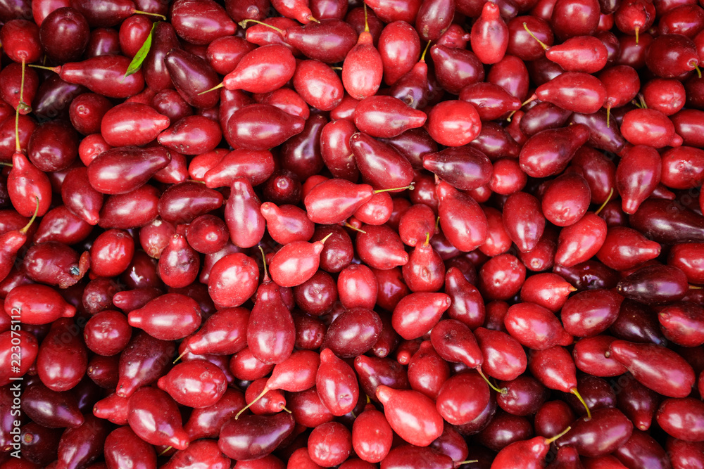 dogwood berry background. dogberry dogwood berry background. dogberry
