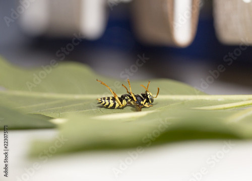 Dead wasp Macro © donikz