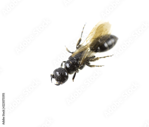 Insect as a fly on a white background