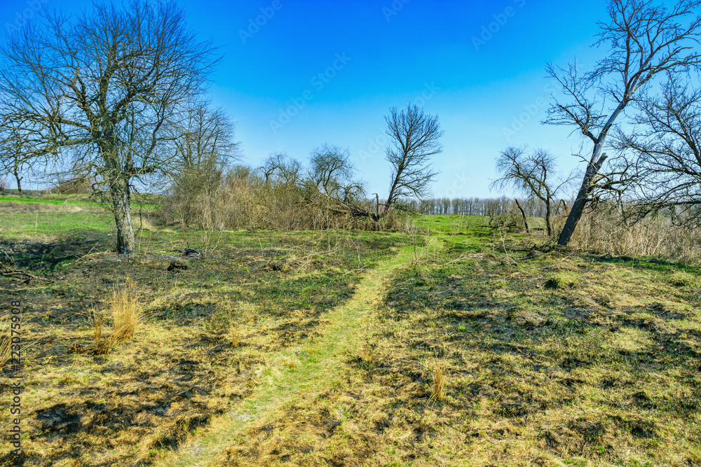 hilly hollow with a tree