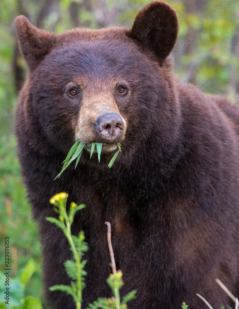 Fototapeta premium Black bear in the Rocky Mountains