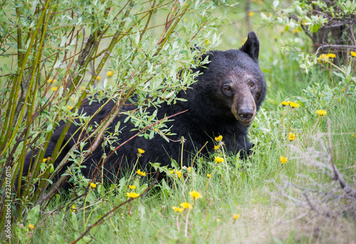 Black bear in the Rocky Mountains