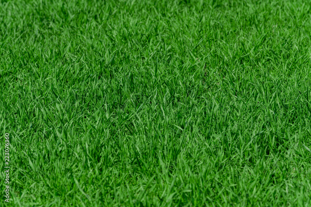 Green grass background texture Green grass background texture