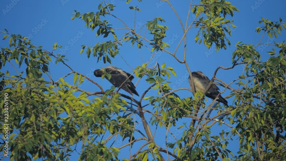 flock of birds ravens in the summer sits on a tree. a flock of crows. A black bird. A green tree. lifestyle birds crows in the sky silhouette. crows birds on the tree concept