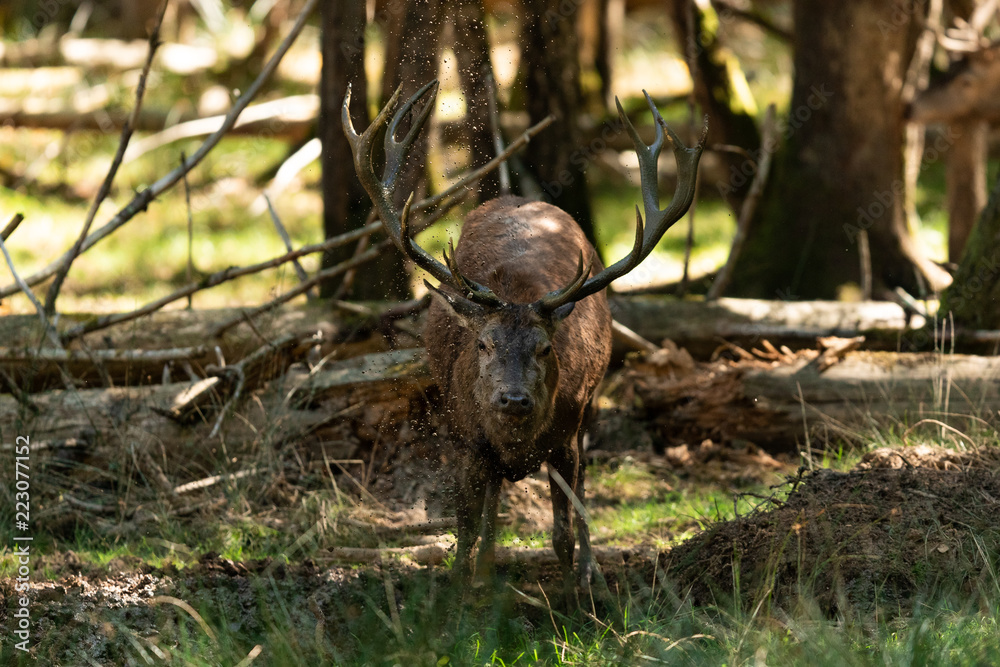 Obraz premium Deer in the forest