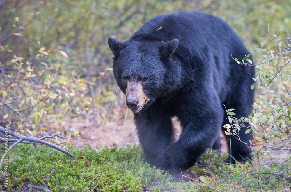 Naklejka premium Wild black bear in the Rocky Mountains