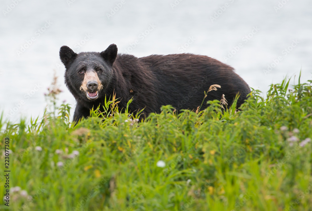 Fototapeta premium Wild black bear in the Rocky Mountains