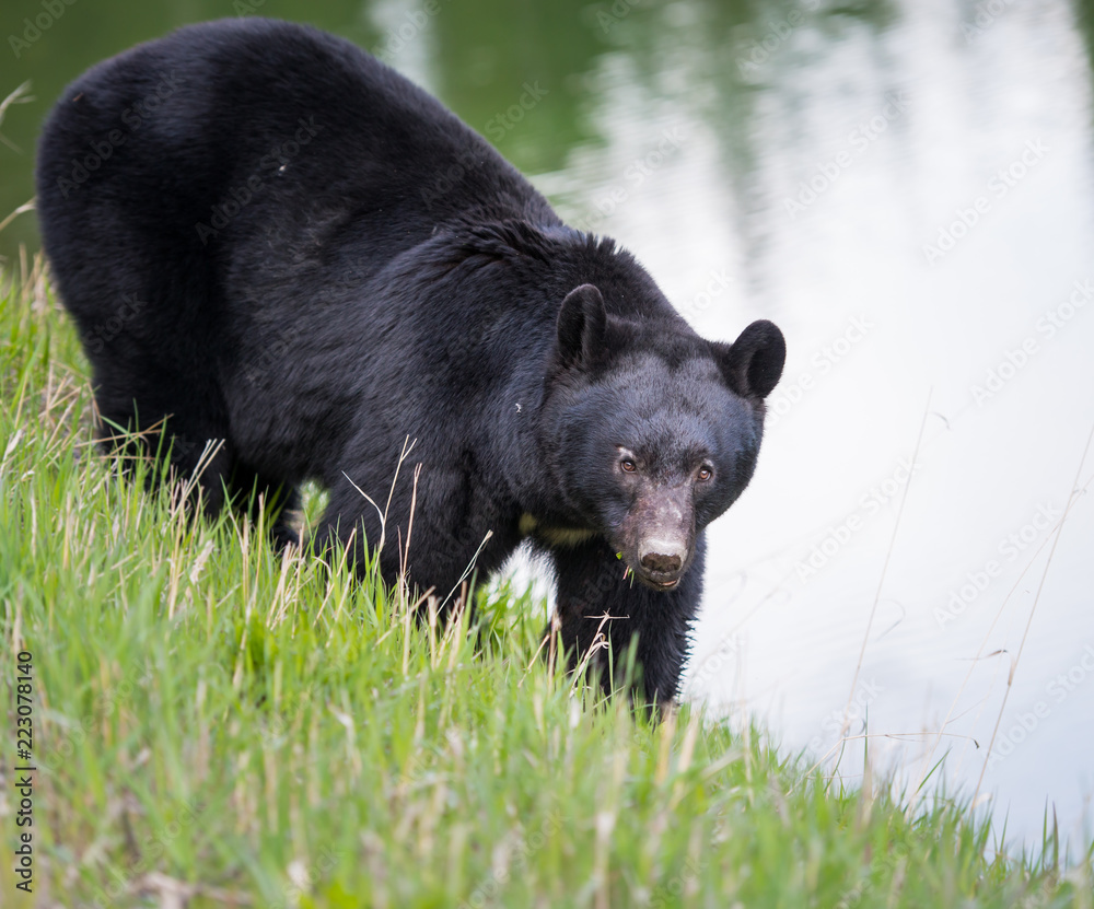 Fototapeta premium Wild black bear in the Rocky Mountains