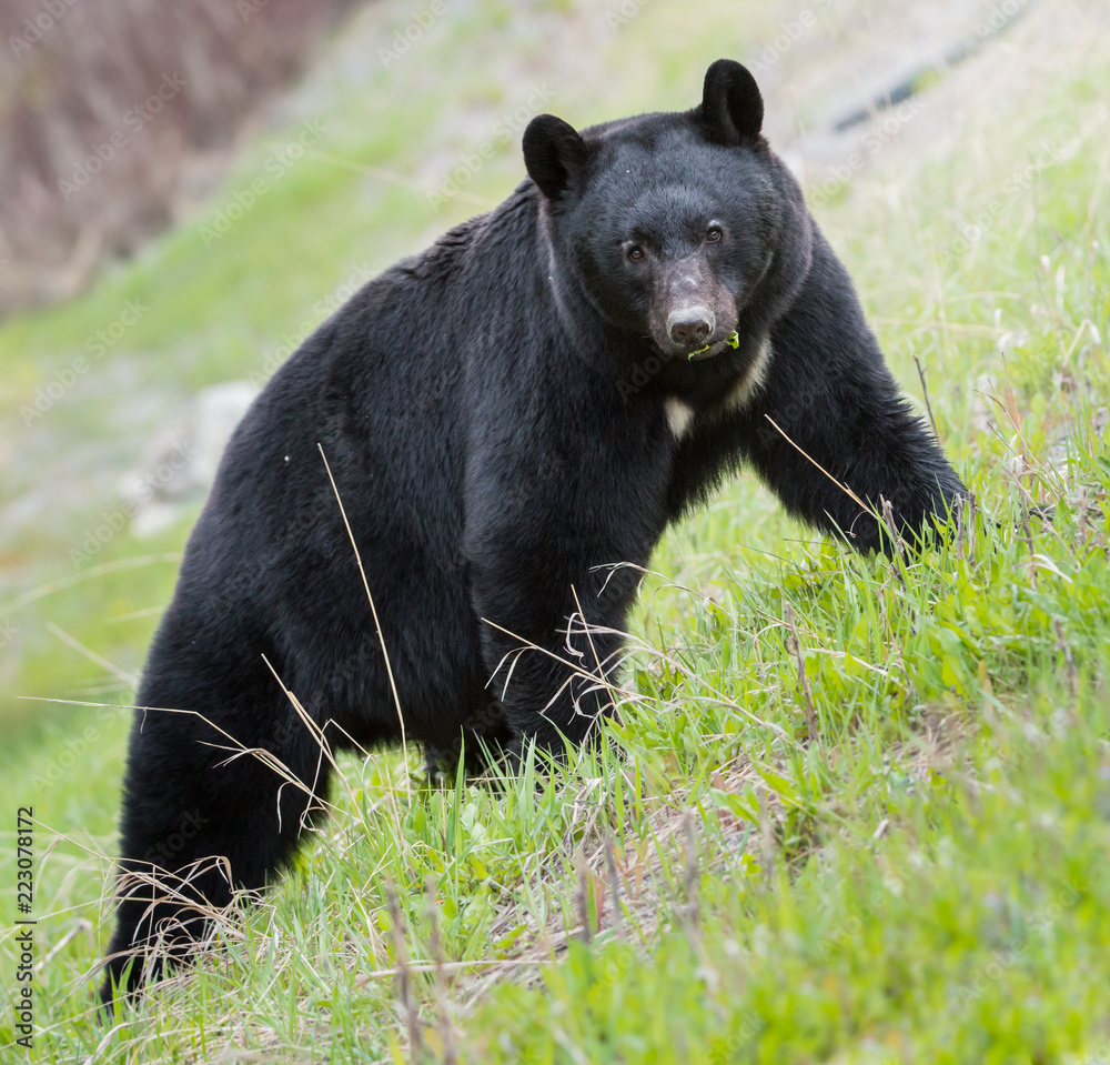 Wild black bear in the Rocky Mountains