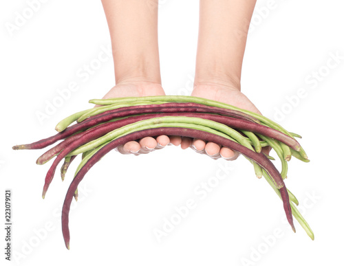 hand holding yardlong bean isolated on white background photo