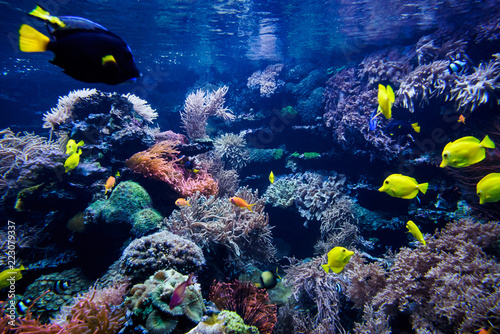 Fototapeta Naklejka Na Ścianę i Meble -  Aquarium. Underwater life landscape