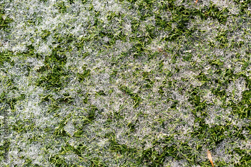 Green growing grass in snow