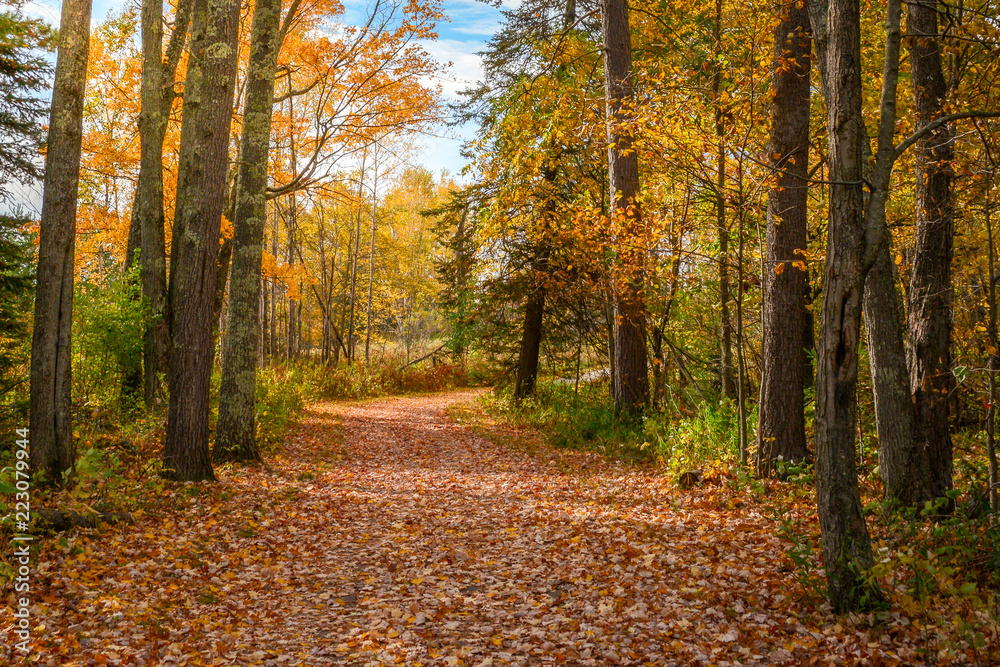 beautiful fall leaf line path in woods beautiful fall leaf line path in woods