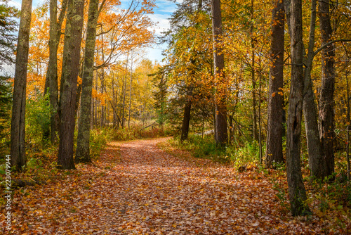 beautiful fall leaf line path in woods  © Tammi Mild