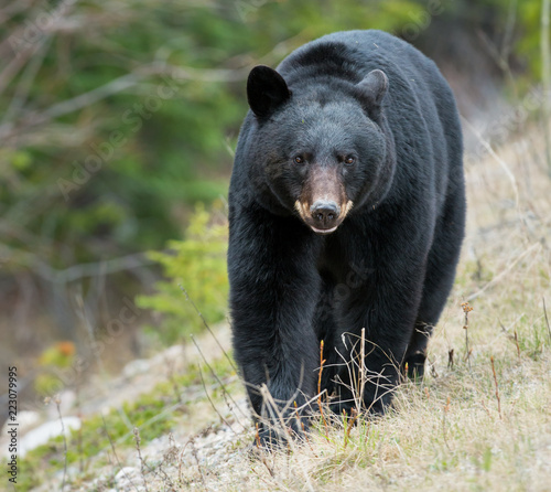 Wild black bear in the Rocky Mountains
