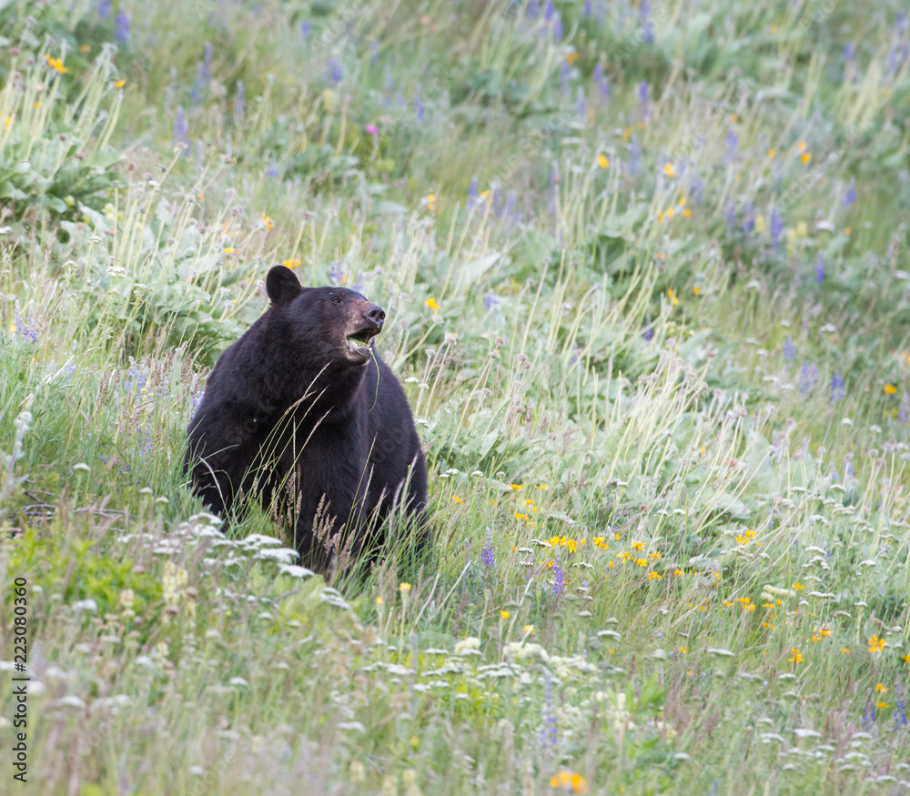 Wild black bear in the Rocky Mountains