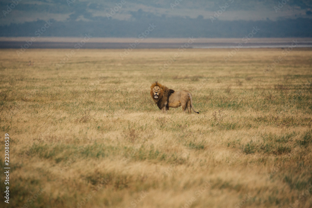 Lion On Safari in Tanzania 