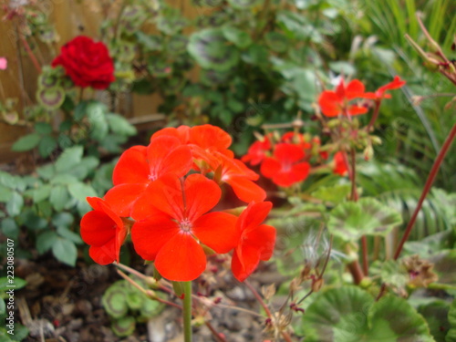 garden and plants