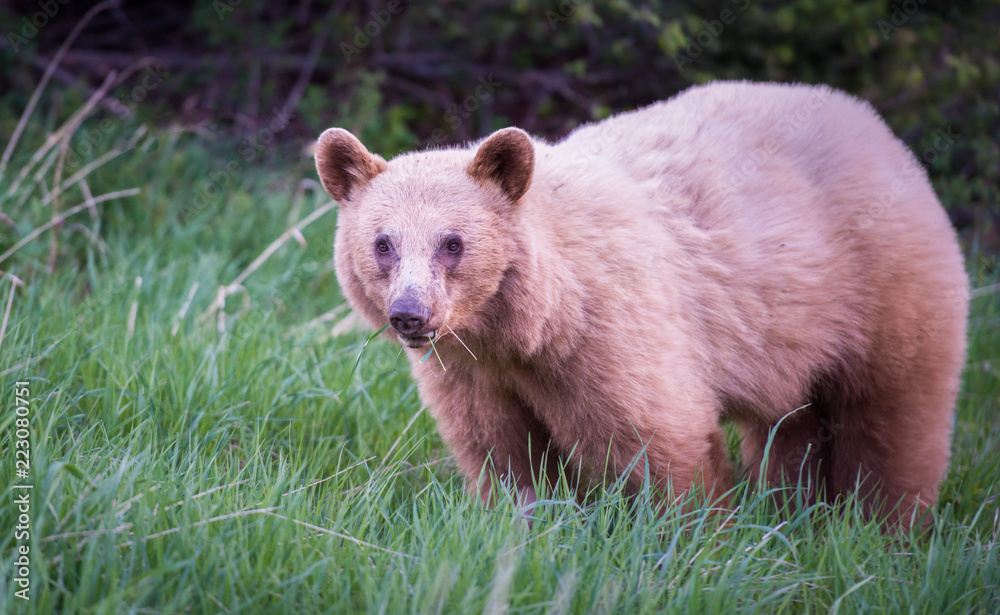 Fototapeta premium Wild black bear in the Rocky Mountains