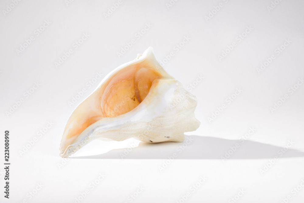Open view of conch shell on a gray backdrop Open view of conch shell on a gray backdrop