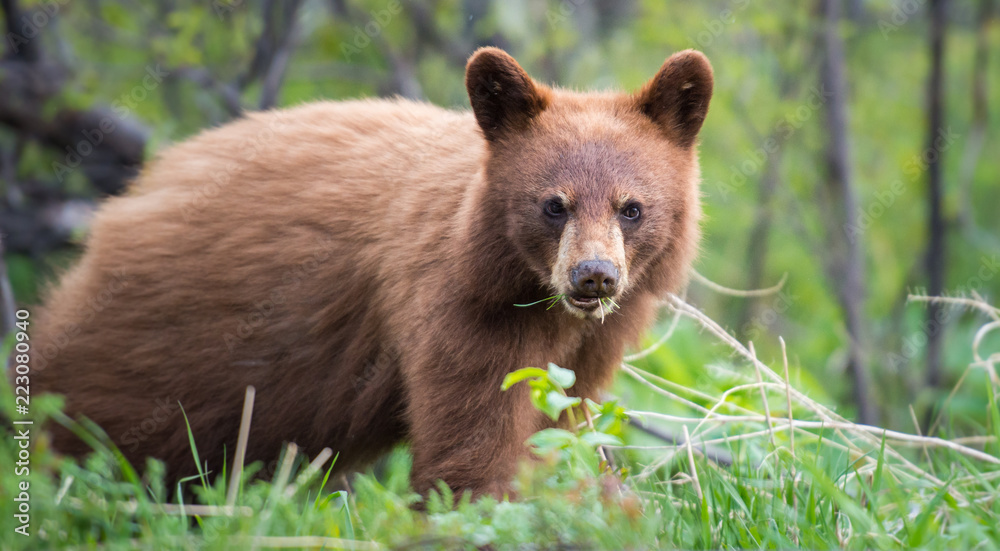 Fototapeta premium Wild black bear in the Rocky Mountains