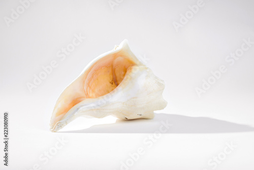 Open view of conch shell on a gray backdrop