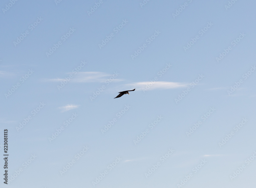 one bird crow in the sky
